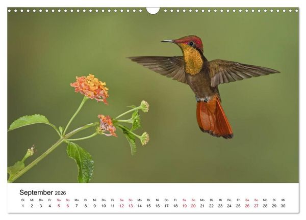 Produktbild: Kolibris - Juwelen der L&uuml;fte (Wandkalender 2026 DIN A3 quer), CALVENDO Monatskalender