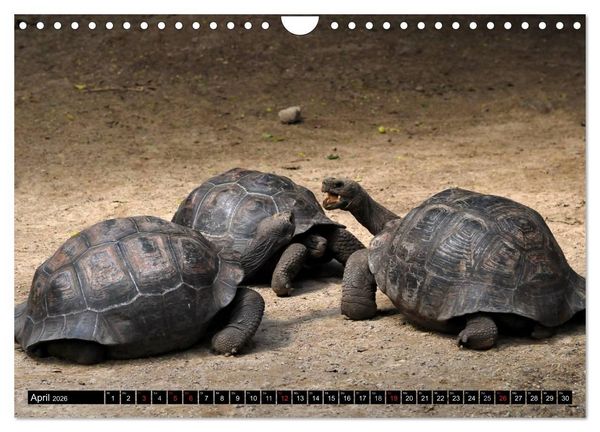 Produktbild: Galapagos Archipel- Faszination Tierwelt (Wandkalender 2026 DIN A4 quer), CALVENDO Monatskalender