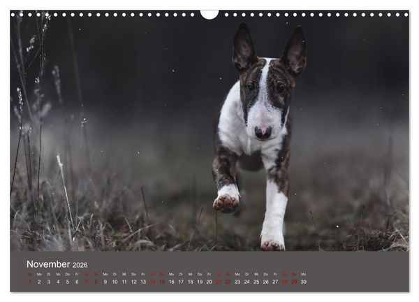 Produktbild: Fantastische Bullterrier - Sieger im Herzen (Wandkalender 2026 DIN A3 quer), CALVENDO Monatskalender