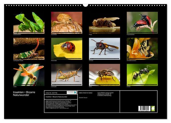 Produktbild: Insekten &bull; Bizarre Naturwunder (Wandkalender 2026 DIN A2 quer), CALVENDO Monatskalender