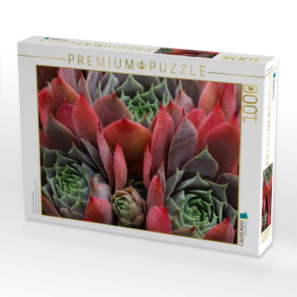 Produktbild: CALVENDO Puzzle Sempervivum Feldmeier | 1000 Teile Lege-Gr&ouml;&szlig;e 64x48cm Foto-Puzzle f&uuml;r gl&uuml;ckliche Stunden