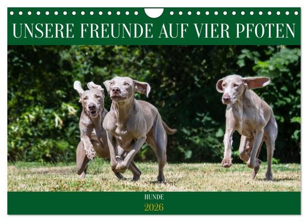 Produktbild: Unsere Freunde auf vier Pfoten - Hunde (Wandkalender 2026 DIN A4 quer), CALVENDO Monatskalender