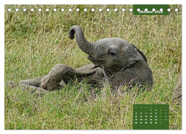 Produktbild: E wie Elefanten - verspielt und schn&uuml;ssig (Tischkalender 2026 DIN A5 quer), CALVENDO Monatskalender