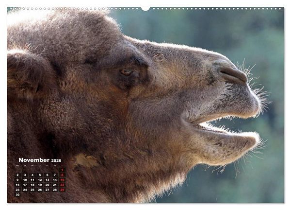 Produktbild: Kamele (hochwertiger Premium Wandkalender 2026 DIN A2 quer), Kunstdruck in Hochglanz