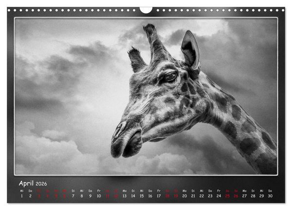 Produktbild: Tieren ins Gesicht geschaut (Wandkalender 2026 DIN A3 quer), CALVENDO Monatskalender