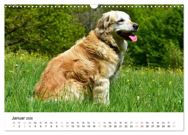 Produktbild: Eine treue Hundeseele - Golden Retriever (Wandkalender 2026 DIN A3 quer), CALVENDO Monatskalender