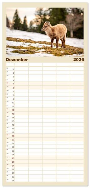 Produktbild: Familienplaner 2026 - Steinb&ouml;cke - Eindr&uuml;ckliche K&ouml;nige der Alpen mit 5 Spalten (Wandkalender, 21 x 45 cm) CALVENDO