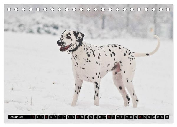 Produktbild: Auf den Punkt - Dalmatiner (Tischkalender 2026 DIN A5 quer), CALVENDO Monatskalender