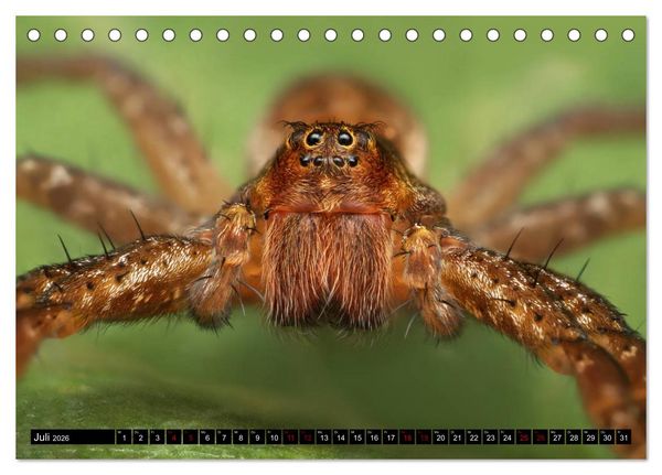 Produktbild: Faszination Makrofotografie: Spinnen (Tischkalender 2026 DIN A5 quer), CALVENDO Monatskalender