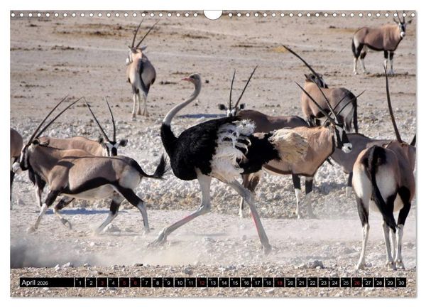 Produktbild: Wildes Leben in Afrika (Wandkalender 2026 DIN A3 quer), CALVENDO Monatskalender
