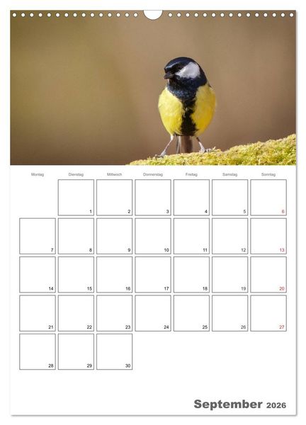 Produktbild: V&ouml;gel im heimischen Garten (Wandkalender 2026 DIN A3 hoch), CALVENDO Monatskalender