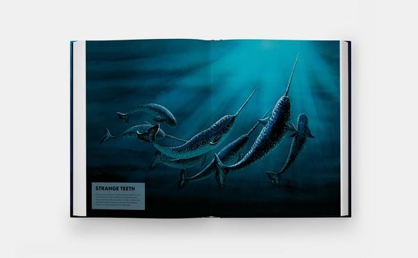 Produktbild: Mysteries of Marine Mammals: An Illustrated Guide to Whales, Dolphins, and Porpoises (2025)