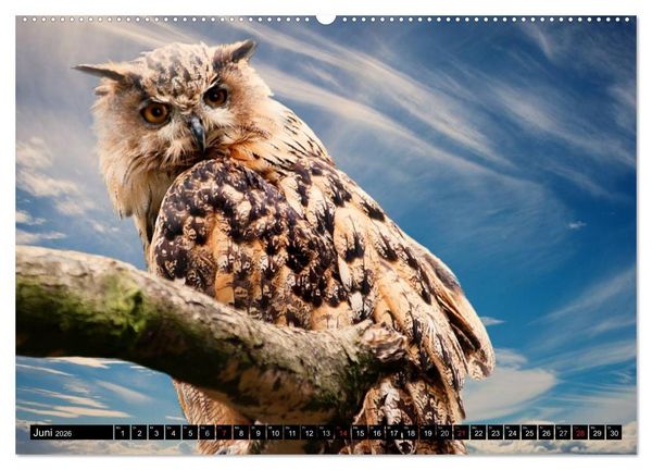 Produktbild: Eulen. Nachtaktiv, lautlos, sch&ouml;n (hochwertiger Premium Wandkalender 2026 DIN A2 quer), Kunstdruck in Hochglanz