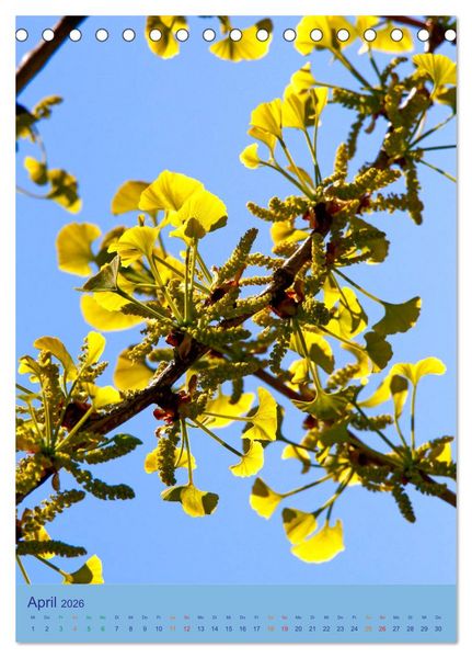 Produktbild: Ginkgo (Tischkalender 2026 DIN A5 hoch), CALVENDO Monatskalender