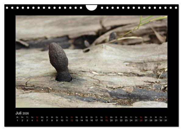 Produktbild: Pilze (Wandkalender 2026 DIN A4 quer), CALVENDO Monatskalender