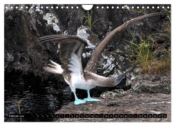 Produktbild: Galapagos Archipel- Faszination Tierwelt (Wandkalender 2026 DIN A4 quer), CALVENDO Monatskalender