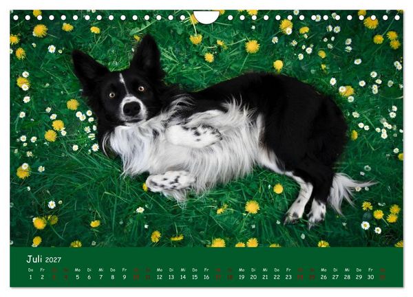 Produktbild: Border Collie Kalender &ndash; Ausdrucksstarke Close-up-Portraits durch die Jahreszeiten (Wandkalender 2027 DIN A4 quer), CALVENDO Monatskalender