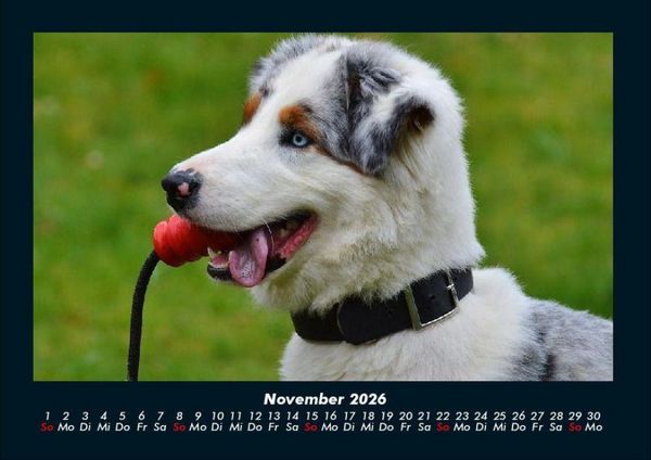 Produktbild: Hunde 2026 Fotokalender DIN A4