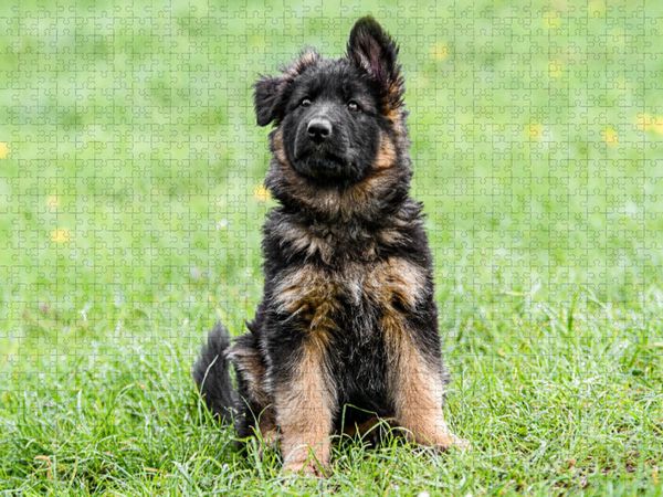 Produktbild: CALVENDO Puzzle Sch&auml;ferhund - Welpe H&uuml;ndin | 1000 Teile Lege-Gr&ouml;&szlig;e 64x48cm Foto-Puzzle f&uuml;r gl&uuml;ckliche Stunden