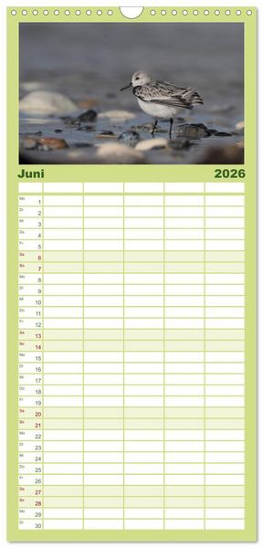 Produktbild: Familienplaner 2026 - Wilde Vogelwelt Helgoland mit 5 Spalten (Wandkalender, 21 x 45 cm) CALVENDO