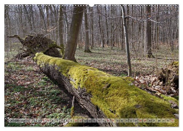 Produktbild: Der Hainich in Th&uuml;ringen - Weltnaturerbe (Wandkalender 2026 DIN A2 quer), CALVENDO Monatskalender