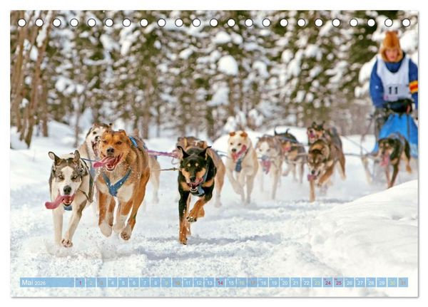 Produktbild: Schlittenhunderennen: Rasantes Schneetreiben (Tischkalender 2026 DIN A5 quer), CALVENDO Monatskalender