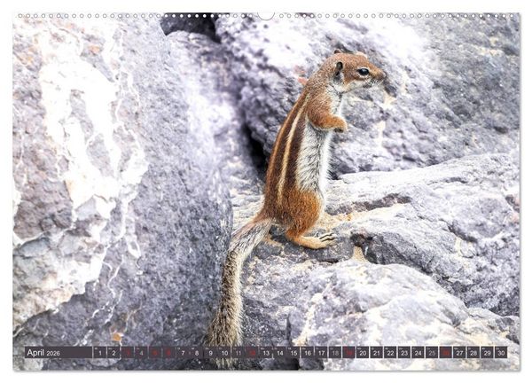 Produktbild: FUERTEVENTURA - Inselblick (Wandkalender 2026 DIN A2 quer), CALVENDO Monatskalender