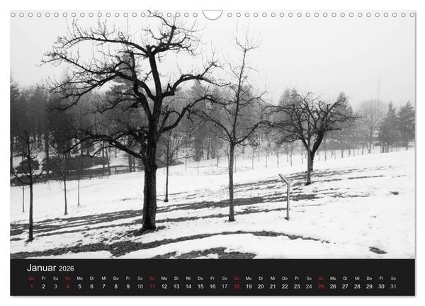 Produktbild: B&auml;ume trees 2026 (Wandkalender 2026 DIN A3 quer), CALVENDO Monatskalender