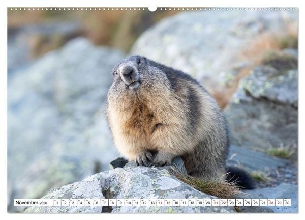 Produktbild: Unterwegs in den Hochalpen - Das Alpenmurmeltier im Herbst (hochwertiger Premium Wandkalender 2026 DIN A2 quer), Kunstdruck in Hochglanz