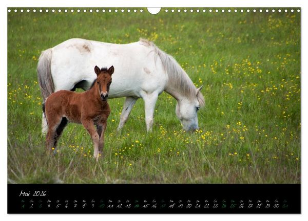 Produktbild: Charakterk&ouml;pfe Islandpferde (Wandkalender 2026 DIN A3 quer), CALVENDO Monatskalender