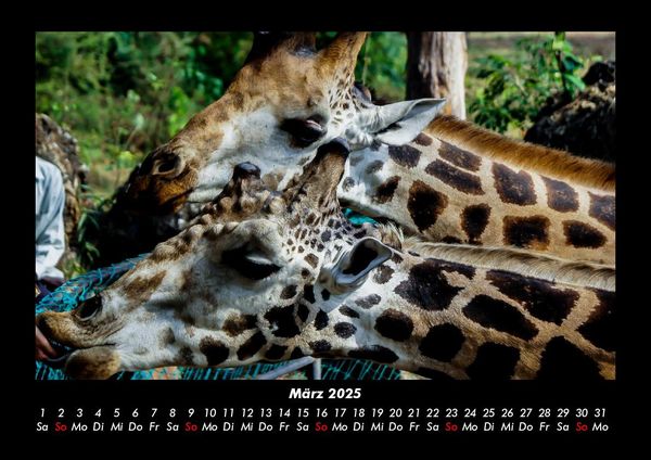 Produktbild: Giraffen 2025 Fotokalender DIN A3