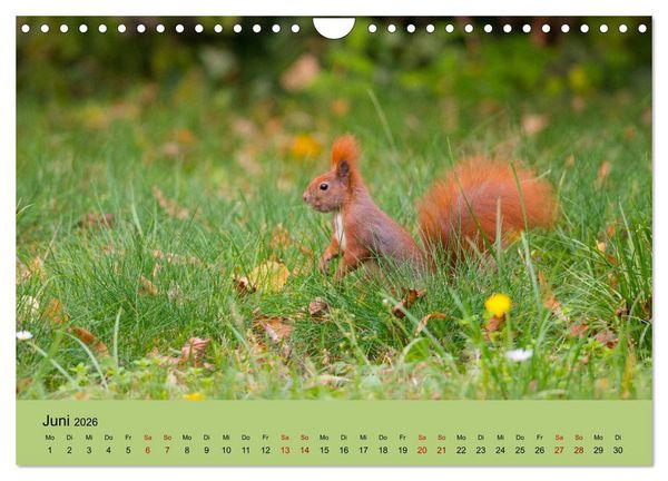 Produktbild: Eichh&ouml;rnchen in Berlin (Wandkalender 2026 DIN A4 quer), CALVENDO Monatskalender