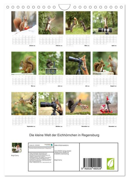 Produktbild: Die kleine Welt der Eichh&ouml;rnchen in Regensburg (Wandkalender 2026 DIN A4 hoch), CALVENDO Monatskalender