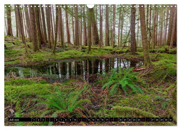 Produktbild: Waldwasser (Wandkalender 2026 DIN A3 quer), CALVENDO Monatskalender