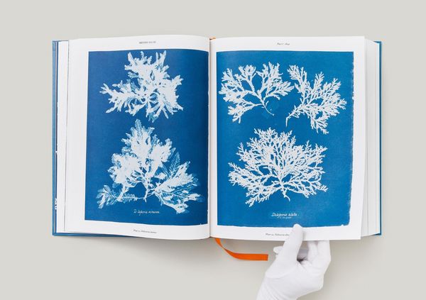Produktbild: Anna Atkins