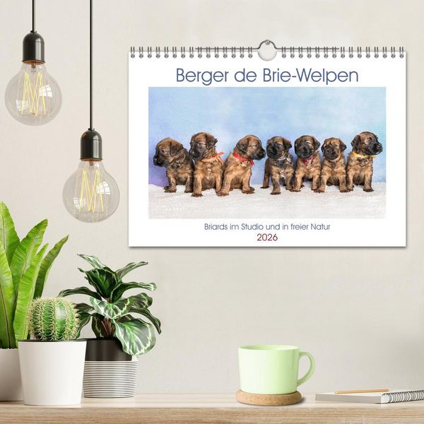 Produktbild: Berger de Brie - Welpen (Wandkalender 2026 DIN A4 quer), CALVENDO Monatskalender