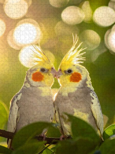 Produktbild: CALVENDO Puzzle Freunde im Busch - Nymphensittiche | 1000 Teile Lege-Gr&ouml;&szlig;e 64x48cm Foto-Puzzle f&uuml;r gl&uuml;ckliche Stunden