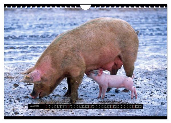 Produktbild: Schweinereien (Wandkalender 2026 DIN A4 quer), CALVENDO Monatskalender