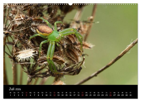 Produktbild: Heimische Spinnen (hochwertiger Premium Wandkalender 2026 DIN A2 quer), Kunstdruck in Hochglanz