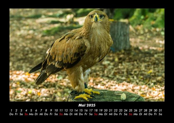 Produktbild: Adler 2025 Fotokalender DIN A3