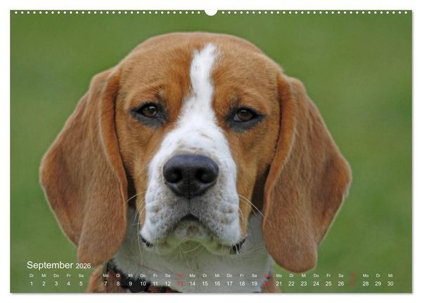 Produktbild: Beagle (hochwertiger Premium Wandkalender 2026 DIN A2 quer), Kunstdruck in Hochglanz