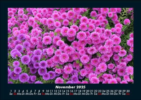 Produktbild: Pflanzen und Bl&uuml;ten 2025 Fotokalender DIN A5