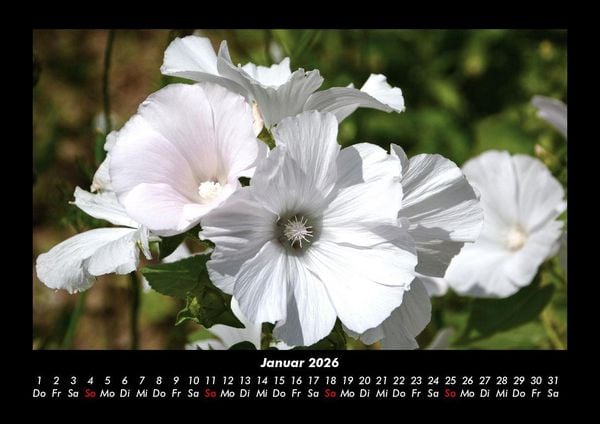 Produktbild: Blumentraum 2026 Fotokalender DIN A3
