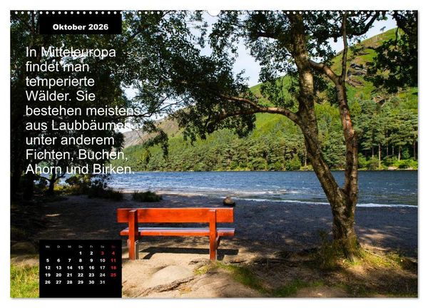 Produktbild: Schlaumeier-Kalender - Thema: Wald (hochwertiger Premium Wandkalender 2026 DIN A2 quer), Kunstdruck in Hochglanz