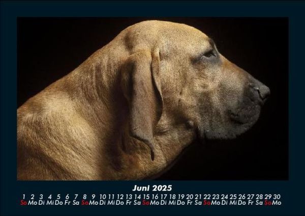 Produktbild: Tierkalender 2025 Fotokalender DIN A5