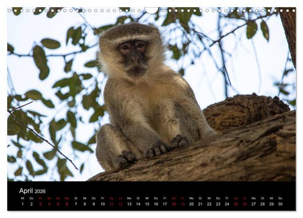 Produktbild: Afrika - Faszination Tierwelt (Wandkalender 2026 DIN A3 quer), CALVENDO Monatskalender