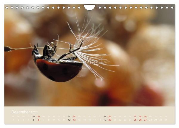 Produktbild: Kleine Gl&uuml;cksk&auml;fer (Wandkalender 2026 DIN A4 quer), CALVENDO Monatskalender