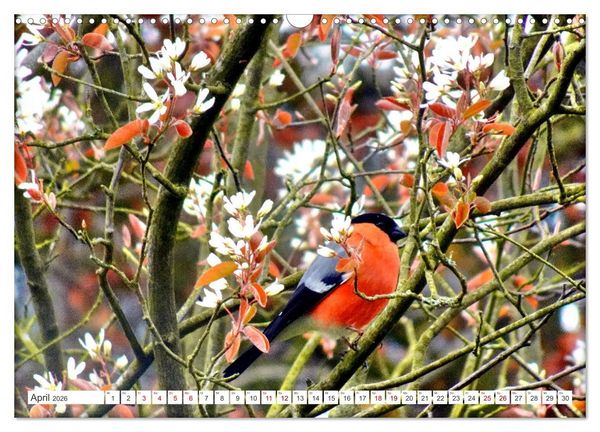 Produktbild: Herr und Frau Gimpel - Stammg&auml;ste im Garten (Wandkalender 2026 DIN A3 quer), CALVENDO Monatskalender