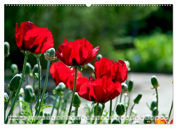 Produktbild: Voll Mohn (Wandkalender 2026 DIN A2 quer), CALVENDO Monatskalender