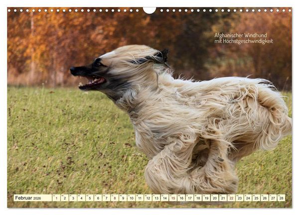 Produktbild: Windhunde im Portrait (Wandkalender 2026 DIN A3 quer), CALVENDO Monatskalender